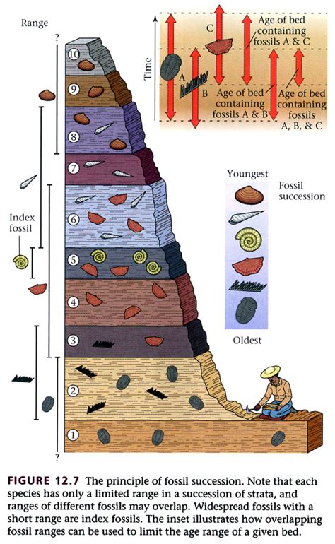 the law of fossil succession.